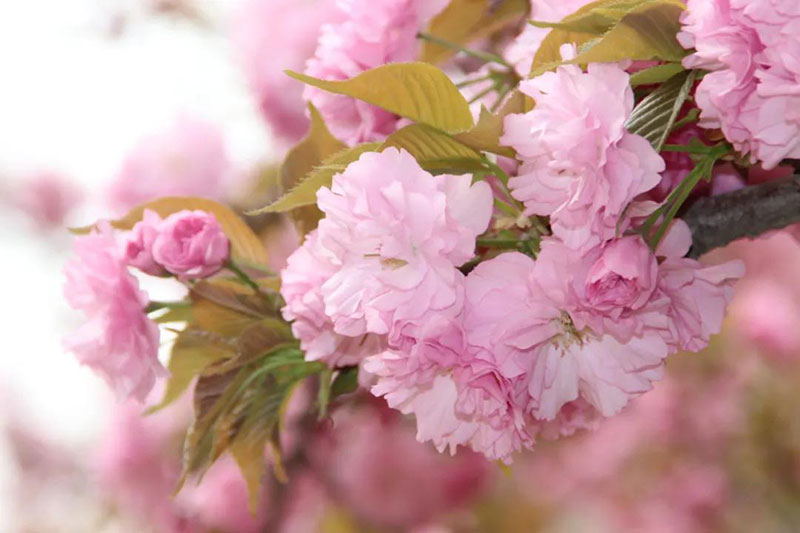 德赢·(VWIN)官方网站-AC米兰官方相助同伴