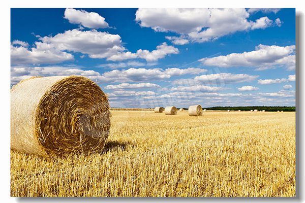 燃气锅炉接纳湿背式炉体结构有什么优势？？？？？？？