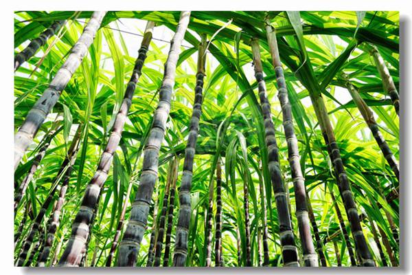 焦炭颗粒的燃烧速率受到哪些因素的影响？？？？？？