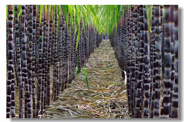 循环流化床锅炉的基本特点是什么？？？？？