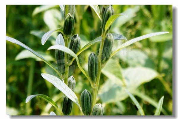 循环流化床锅炉内有传热历程有哪些？？？？？？